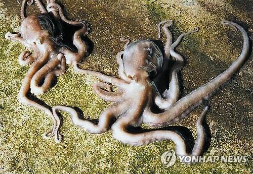낙지