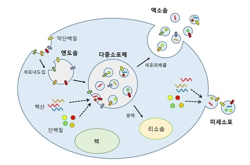엑소좀 생성 과정