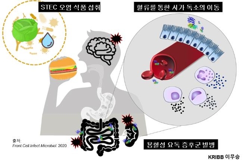 용혈성요독증후군(HUS)을 일으키는 독소의 장기 손상 경로