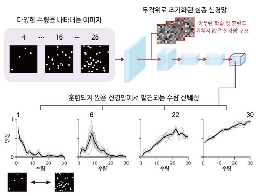 학습하지 않은 신경망에서 나타나는 수량 선택성