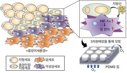 3차원 배양세포 모델