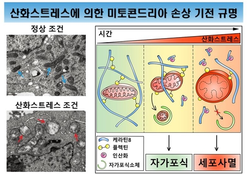 산화스트레스로 인한 미토콘드리아 손상 기전 규명