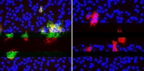 Evolution of novel coronavirus that evades neutralizing antibodies 