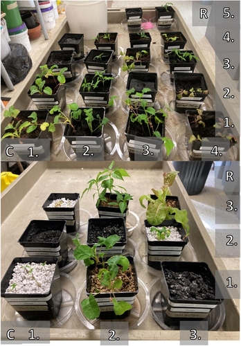 Cena de cultivo de plantas com diferentes combinações de solo de condrito carbonáceo + algas 