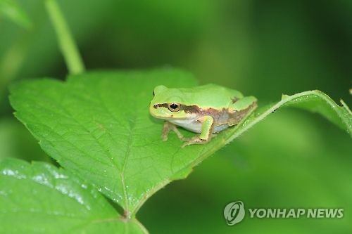 청개구리