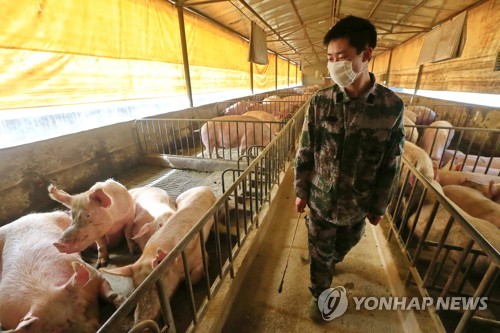 중국 쓰촨 지역의 돼지 농장. 기사와 무관한 사진